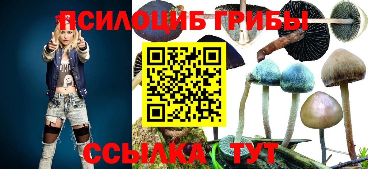 Псилоцибиновые грибы Psilocybe  Волжский  Псилоцибиновые грибы Cubensis 